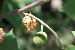 Broussonetia papyrifera