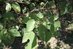 Broussonetia papyrifera