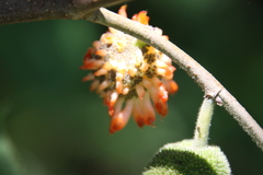 Broussonetia papyrifera