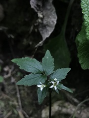 Angiospermae
