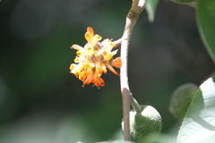 Broussonetia papyrifera