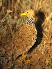 Pedionomus torquatus