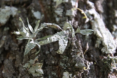 Ramalina