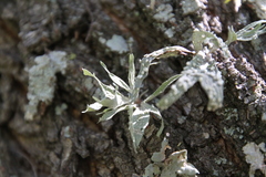 Ramalina