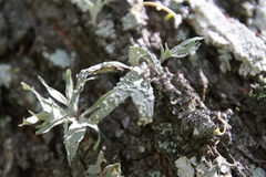 Ramalina