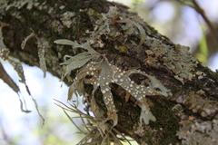 Ramalina