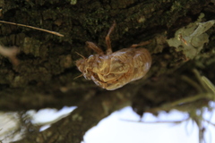 Cicadidae