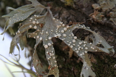 Ramalina