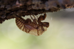 Cicadidae