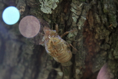 Cicadidae