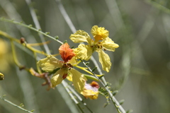 Parkinsonia aculeata