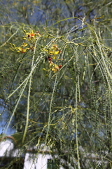 Parkinsonia aculeata
