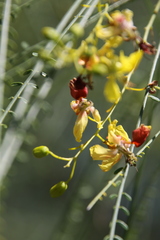 Parkinsonia aculeata