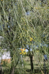Parkinsonia aculeata