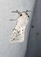 Spilosoma dubia