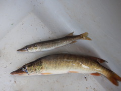 Esox americanus