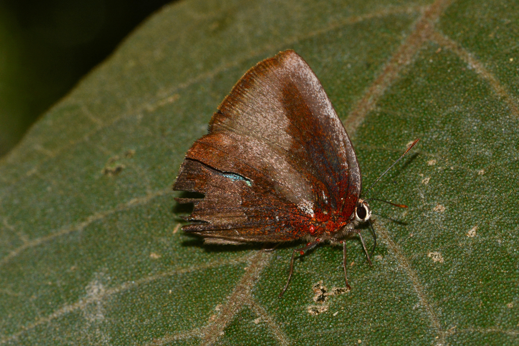 Isolated Brangas