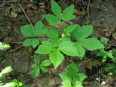 Rubus humulifolius