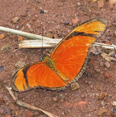 Dryas iulia alcionea