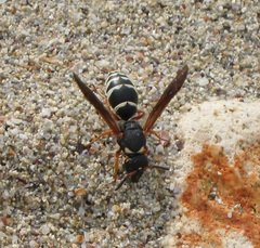 Tropidodynerus interruptus