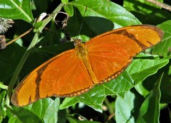 Dryas iulia alcionea