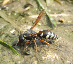 Tropidodynerus interruptus