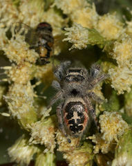 Phidippus californicus
