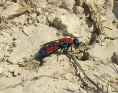 Chrysis cylindrica
