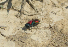Chrysis cylindrica