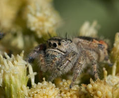 Phidippus californicus