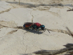 Chrysis cylindrica