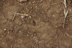 Panagaeus bipustulatus