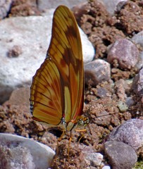 Dryas iulia alcionea