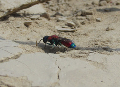 Chrysis cylindrica