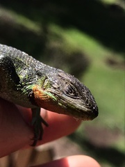 Stenocercus trachycephalus