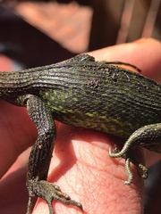 Stenocercus trachycephalus