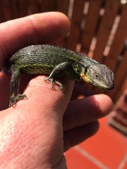 Stenocercus trachycephalus