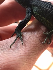 Stenocercus trachycephalus