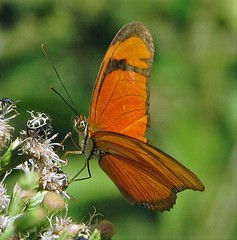 Dryas iulia alcionea