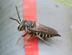 Coelioxys mexicanus