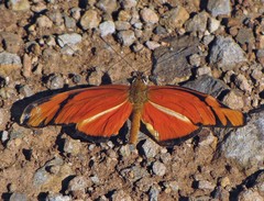 Dryas iulia alcionea