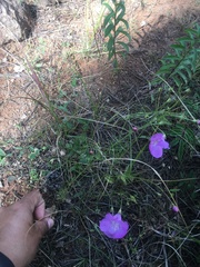 Agalinis peduncularis