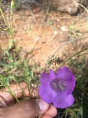 Agalinis peduncularis