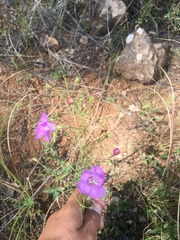 Agalinis peduncularis