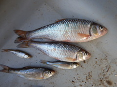 Luxilus chrysocephalus