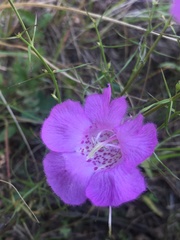 Agalinis peduncularis
