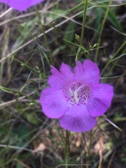 Agalinis peduncularis