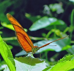 Dryas iulia alcionea