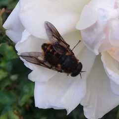 Scaptia adrel