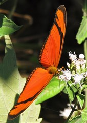 Dryas iulia alcionea